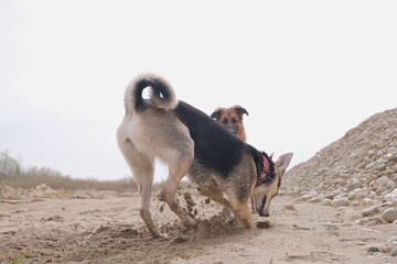 dog digging a hole in sand