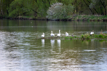 swans on the lake
