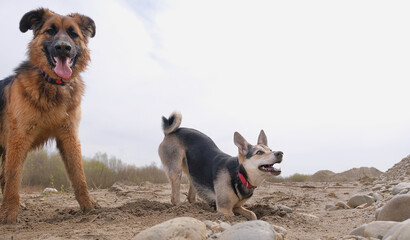 dog digging a hole in sand