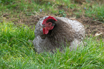 Naklejka premium Poule noire coucou de Renne