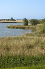 Obraz premium Réserve naturelle Oostvaardersplassen, Pays Bas