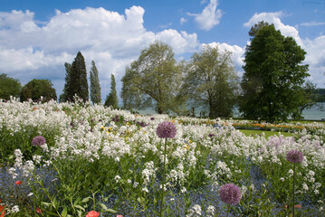 Julienne des dames, Ail d'ornement, Pavot de Californie, Myosotis, Jardin botanique. Ile Mainau,...