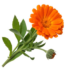 Orange marigold flower with green leaves isolated on transparent background. 