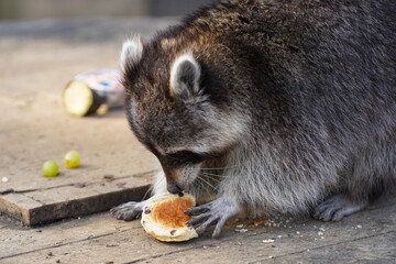 A racoon eating a piece of bread