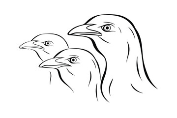 Three crow heads vector illustration in black and white outline style graphic artwork for logo design and print