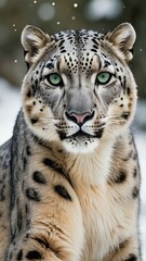 Fototapeta premium A close-up image of a snow leopard with striking green eyes and a thick coat marked with dark spots, set against a snowy background. Snowflakes are visible in the air.