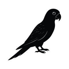 Fototapeta premium Parrot silhouette isolated on white background