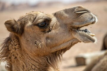 Close-up of a Camel's Face Chewing in the Desert