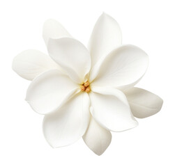 PNG A sigle white flower accessories photography chandelier.