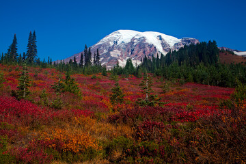 Stunning, colorful fall foliage at Mt. Rainier National Park in Washington state
