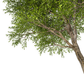 Trees branches shade canopy isolate transparent backgrounds 3d rendering png