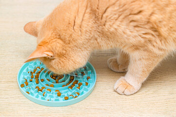 cat eating from slow feed bowl, close-up.  slow feed bowl. overeating in cats. cat feeder. feed...