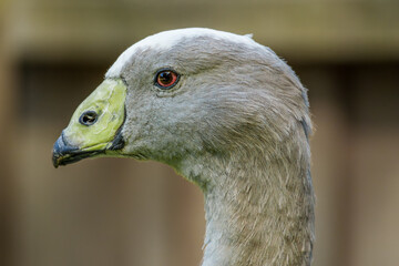 A Cape Barren goose at the Willowbank Wildlife Reserve