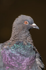 The beautiful colors of a Feral pigeon at the Willowbank Wildlife Reserve