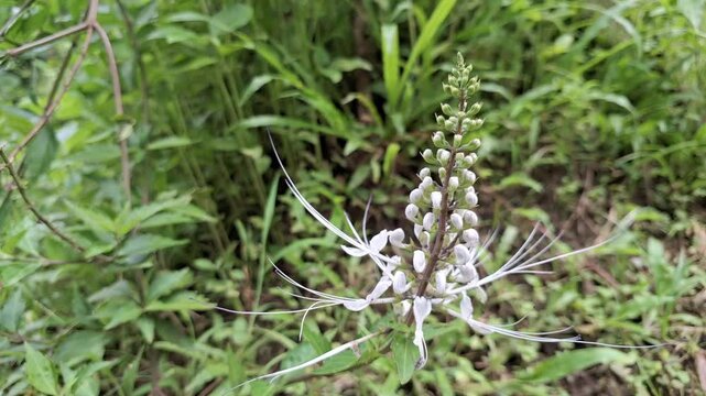Close Up of Blooming White Java Tea Flowers Swaying Gently in Breeze, High Quality Botanical Video of Orthosiphon Aristatus with Natural Leaf and Petal Movement