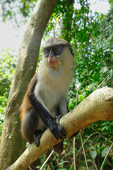 The Mona Monkey or Cercopithecus mona in West Africa is holy to the people in Ghana