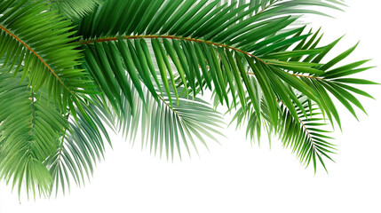 palm tree isolated on white Tropical palm leaf isolated on white background 
