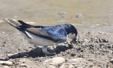 House martin, Delichon urbicum, birds of Montenegro