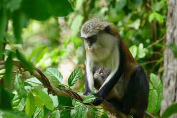 The Mona Monkey or Cercopithecus mona in West Africa is holy to the people in Ghana
