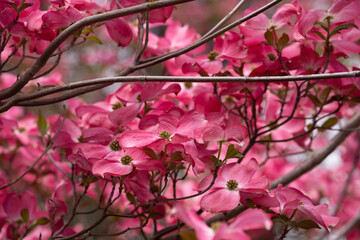Branches full of vibrant, delicate pink dogwood blossoms in springtime
