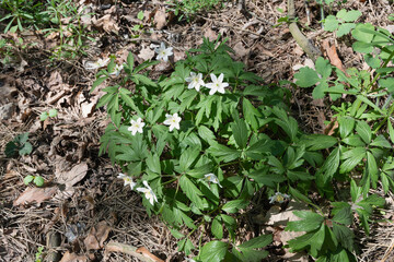 Wood Anemone in Spring Sunlight