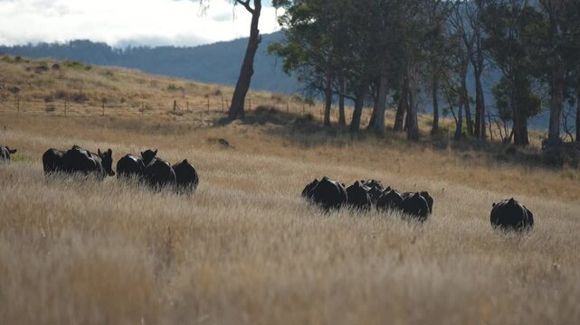 livestock in a meadow, sustainable carbon neutral farming being practiced. regenerative raised cows in a field. agricultural technology innovation.	
