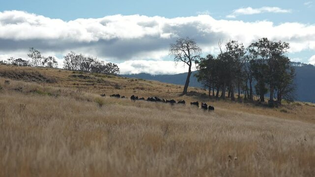livestock in a meadow, sustainable carbon neutral farming being practiced. regenerative raised cows in a field. agricultural technology innovation.	
