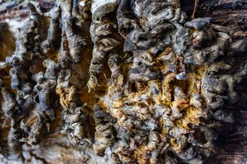 Close-up view of fungus growing on rotting wood, showing detailed texture and naturalness