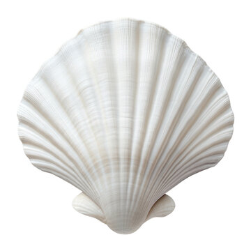 PNG Shell seashell white invertebrate.