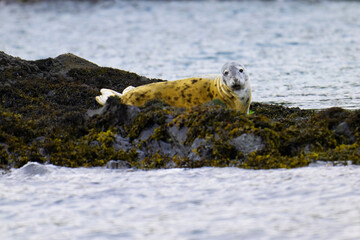Grey seal on Scarbo Island, South Argyl, Scotland. © Peter