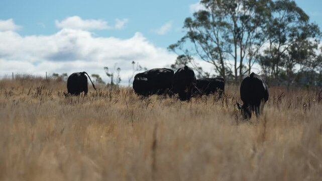 livestock in a meadow, sustainable carbon neutral farming being practiced. regenerative raised cows in a field. agricultural technology innovation.	
