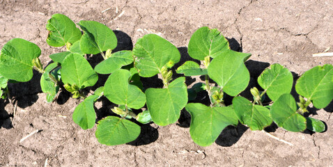 Soybean seedlings on a farm field