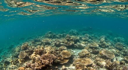 Fototapeta premium Underwater Coral Reef Scene
