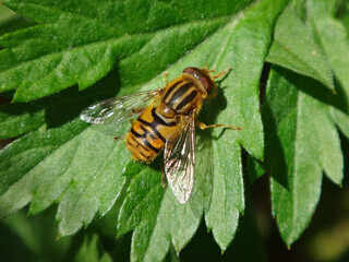 Mini tiger hover fly (Parhelophilus frutetorum), female sitting on a creeping buttercup leaf