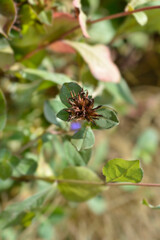 Blue Leadwort seed head (scientific name Ceratostigma plumbaginoides)