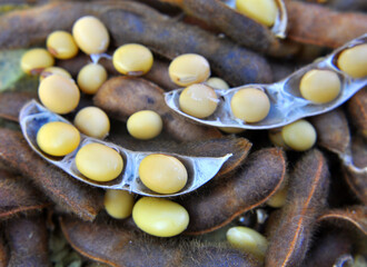 Ripe soybeans with pods