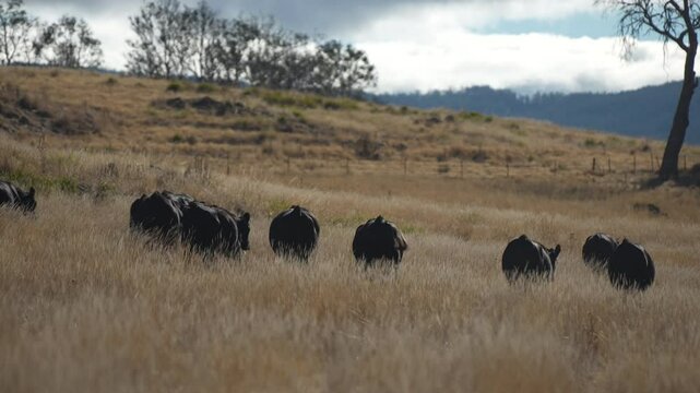 livestock in a meadow, sustainable carbon neutral farming being practiced. regenerative raised cows in a field. agricultural technology innovation.	
