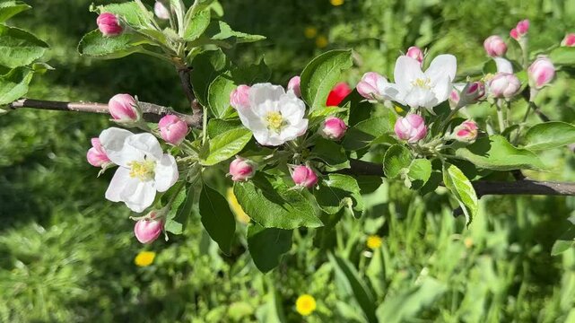 Spring blossom of apple tree in orchard.