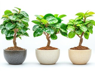 Small potted plants with bright green leaves, isolated