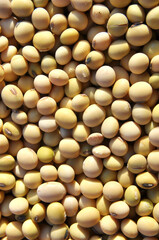 Soybean grain closeup