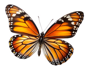 Fototapeta premium butterfly on white background