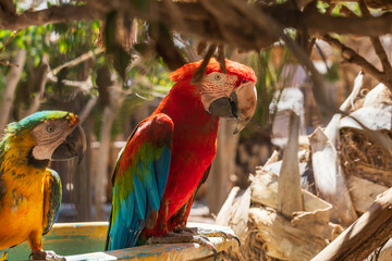 Beautiful large colorful macaw parrot in a large garden