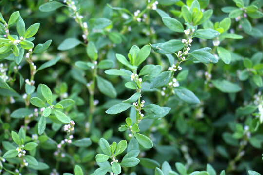 The grass Polygonum aviculare grows in nature
