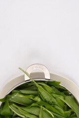 Freshly washed wild garlic or bears garlic (Allium ursinum) leaves, glistening with water droplets, are contained in a silver colander