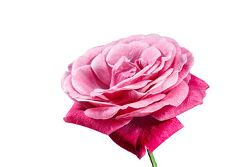 Pink Rose Blooming Flower on A Transparent Background. Blooming Red Rose Plant on a White Background