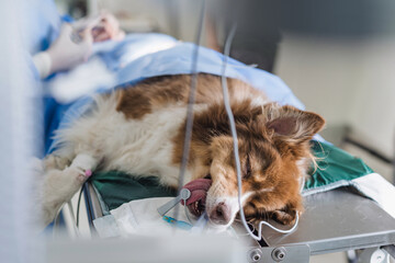 Veterinarians prepare a dog for surgery in the operating room of an animal clinic. Vet healthcare and medicine concepts.
