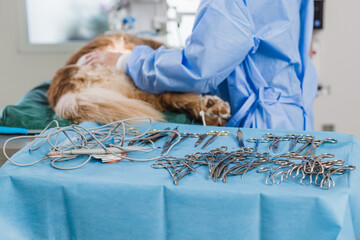 Female veterinarian successfully removing a tumor from a dog patient during the operation in the...