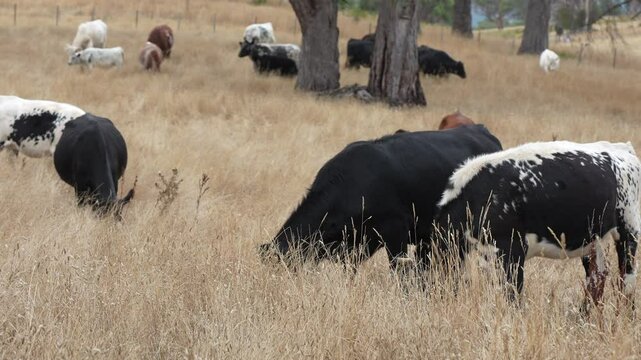 livestock in a meadow, sustainable carbon neutral farming being practiced. regenerative raised cows in a field. agricultural technology innovation.	
