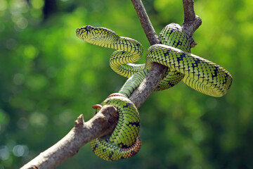 Trimeresurus sumatranus, pt viper snakes on the branch