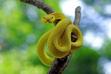 Trimesurus insularis, pit viper snakes on the branch